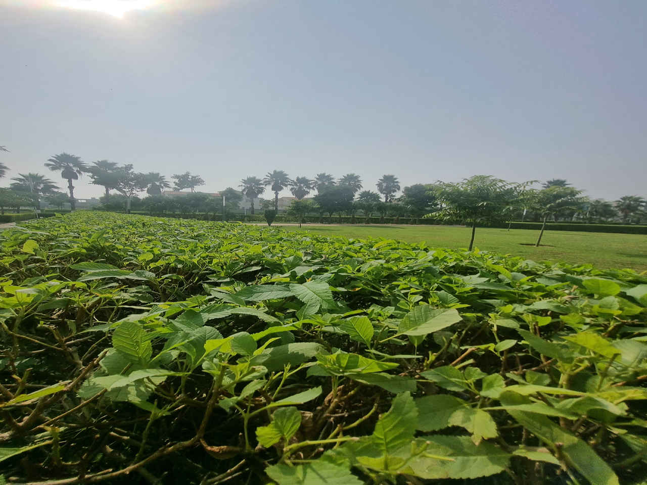 Wave Estate Sector 85 Mohali
